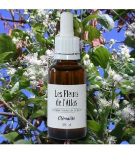 Élixir floral Clématite - fleur de Bach "clematis" sans alcool