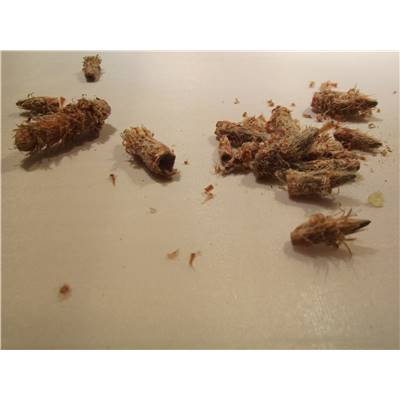 Pin bourgeons BIO 100g