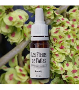 Élixir floral Orme - fleur de Bach "elm" sans alcool