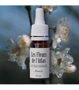 Élixir floral Prunier - fleur de Bach "Cherry plum" sans alcool