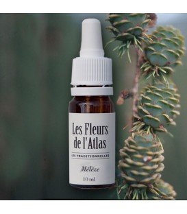 Élixir floral Mélèze - fleur de Bach "Larch" sans alcool