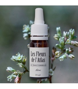 Élixir floral Alène - fleur de Bach "Scleranthus" sans alcool