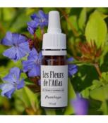 Élixir floral Plumbago - fleur de Bach "Cerato" sans alcool